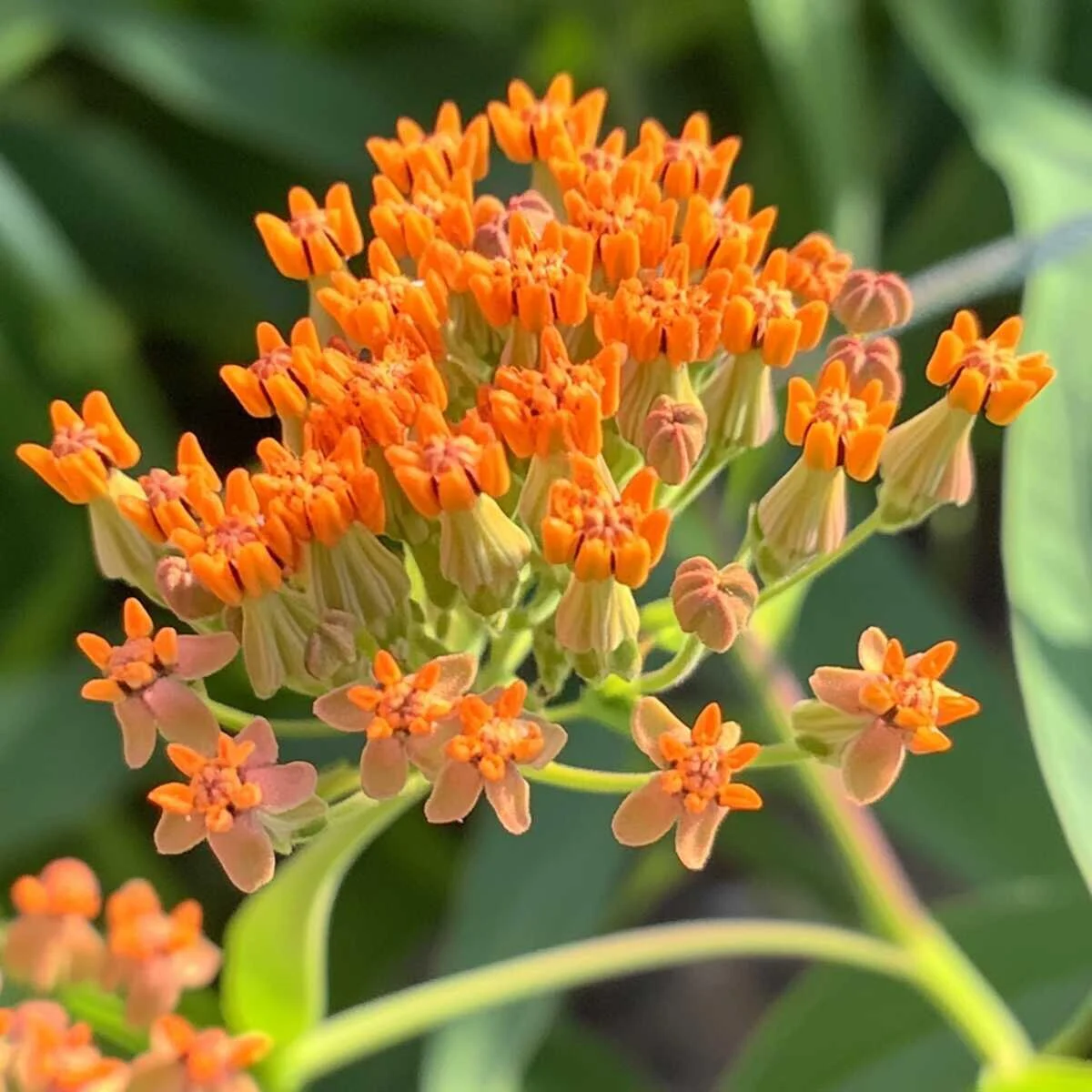 10. Mexican Milkweed (Asclepias Curassavica)