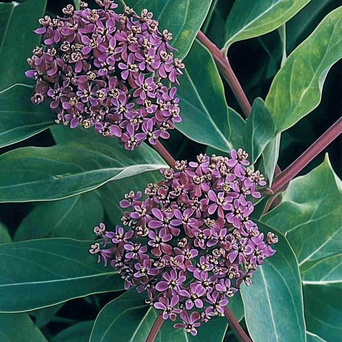 11. Purple Milkweed (Asclepias Purpurascens)