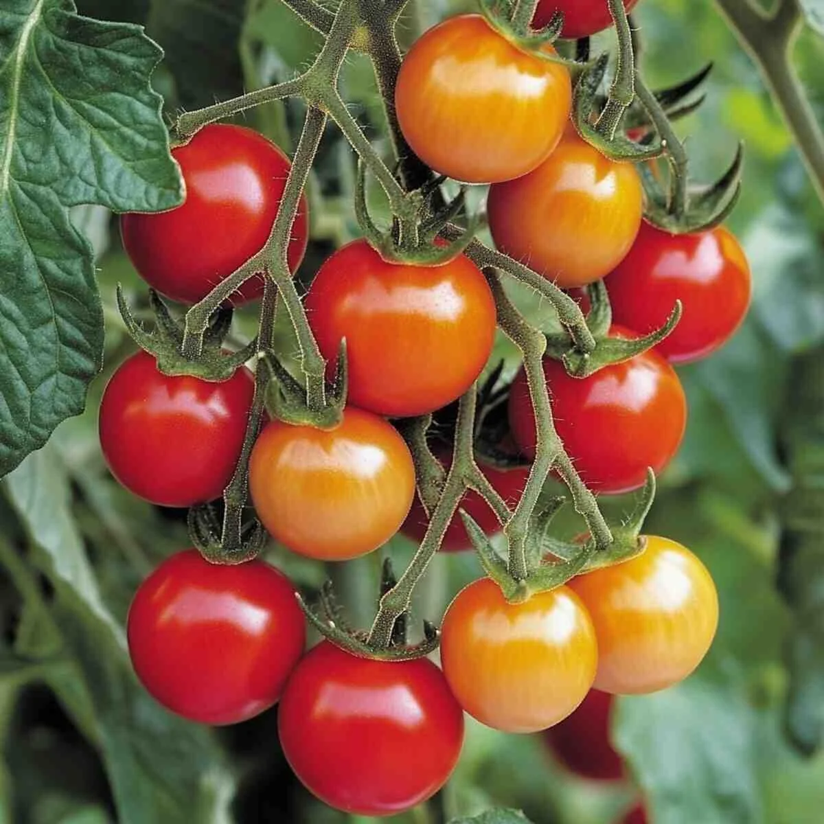 Cherry Bomb tomato clusters