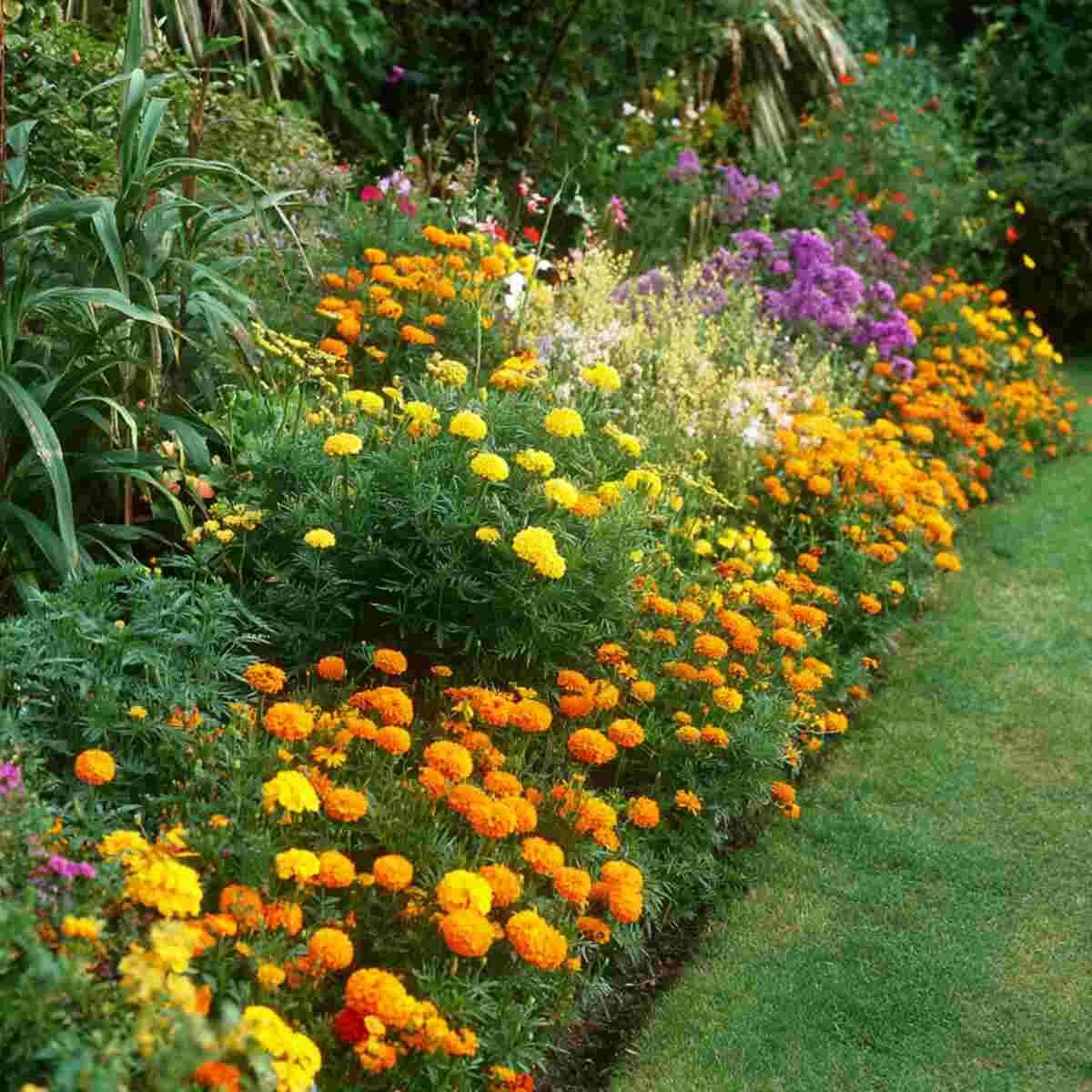 Marigold Herb Mix Border