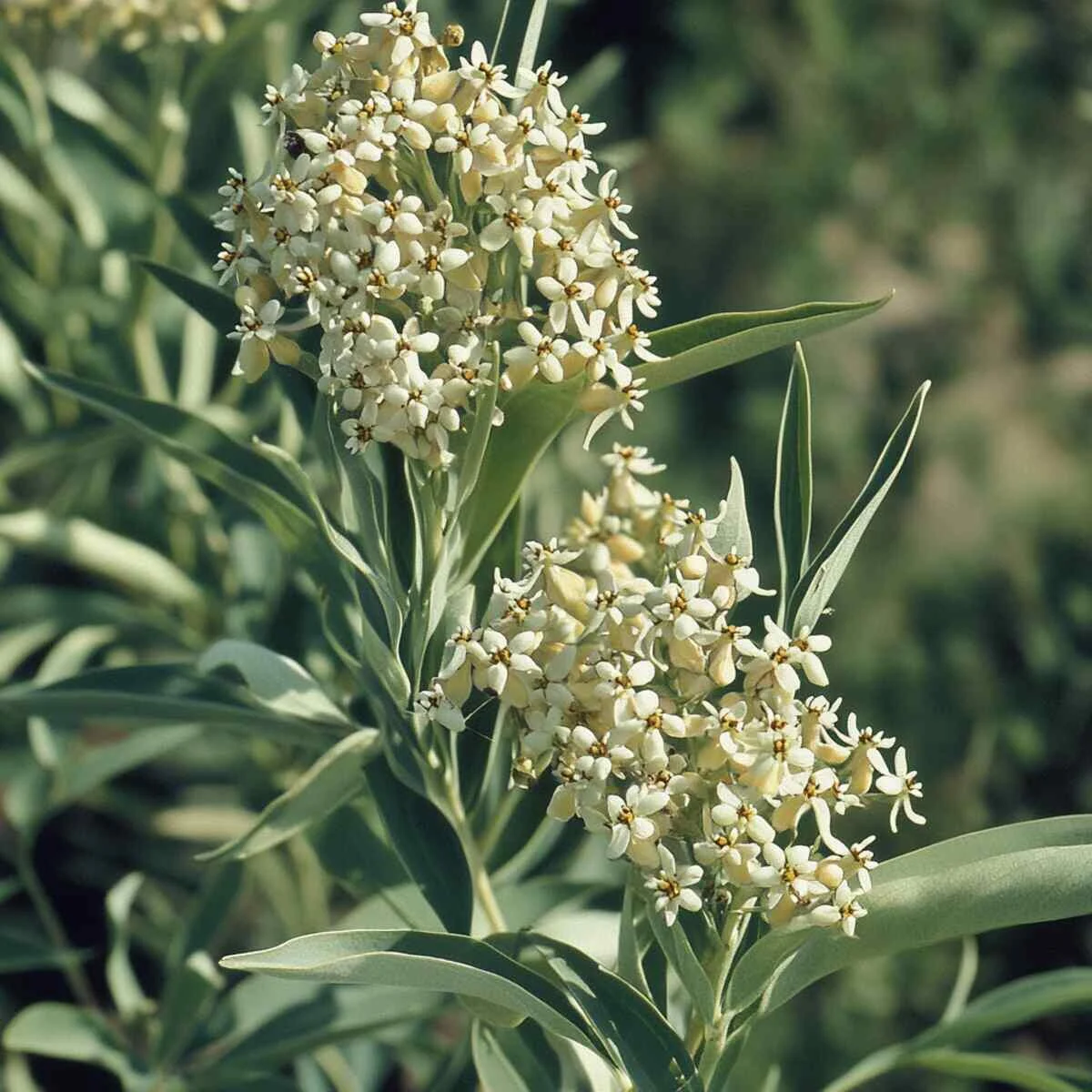 12. Sand Milkweed (Asclepias Hirtella)