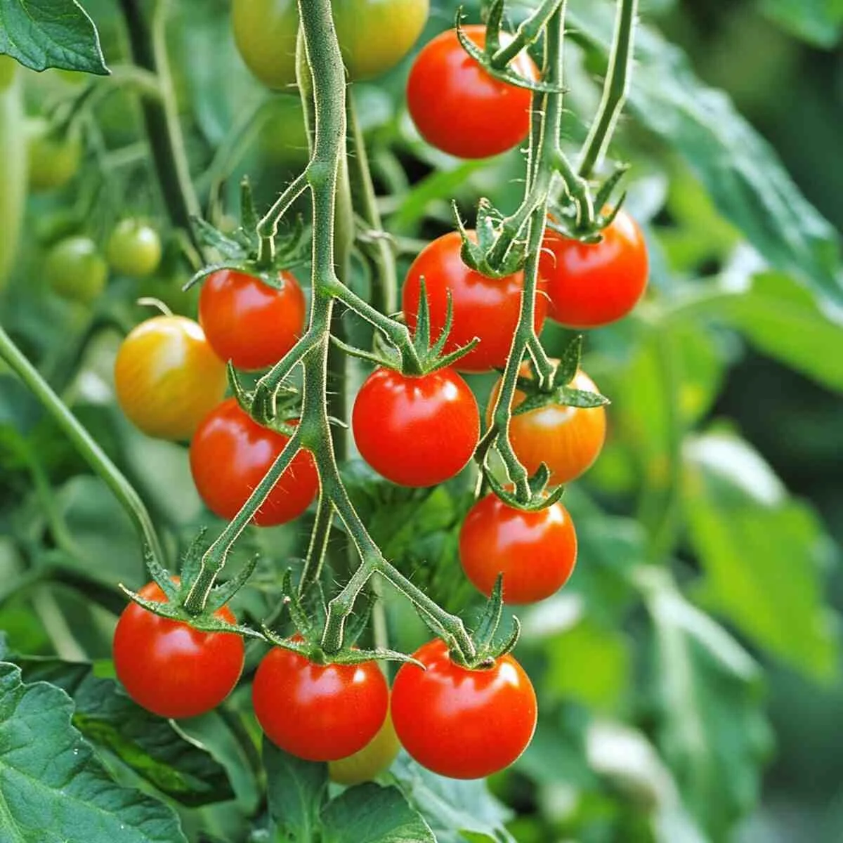 Rapid Red Cherry tomatoes