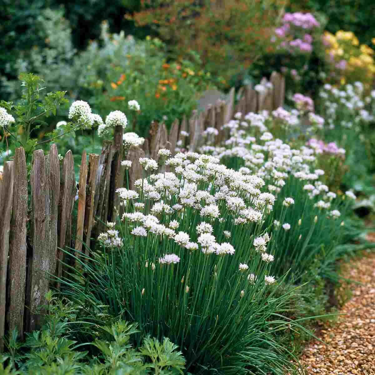 Garlic Chive Fence