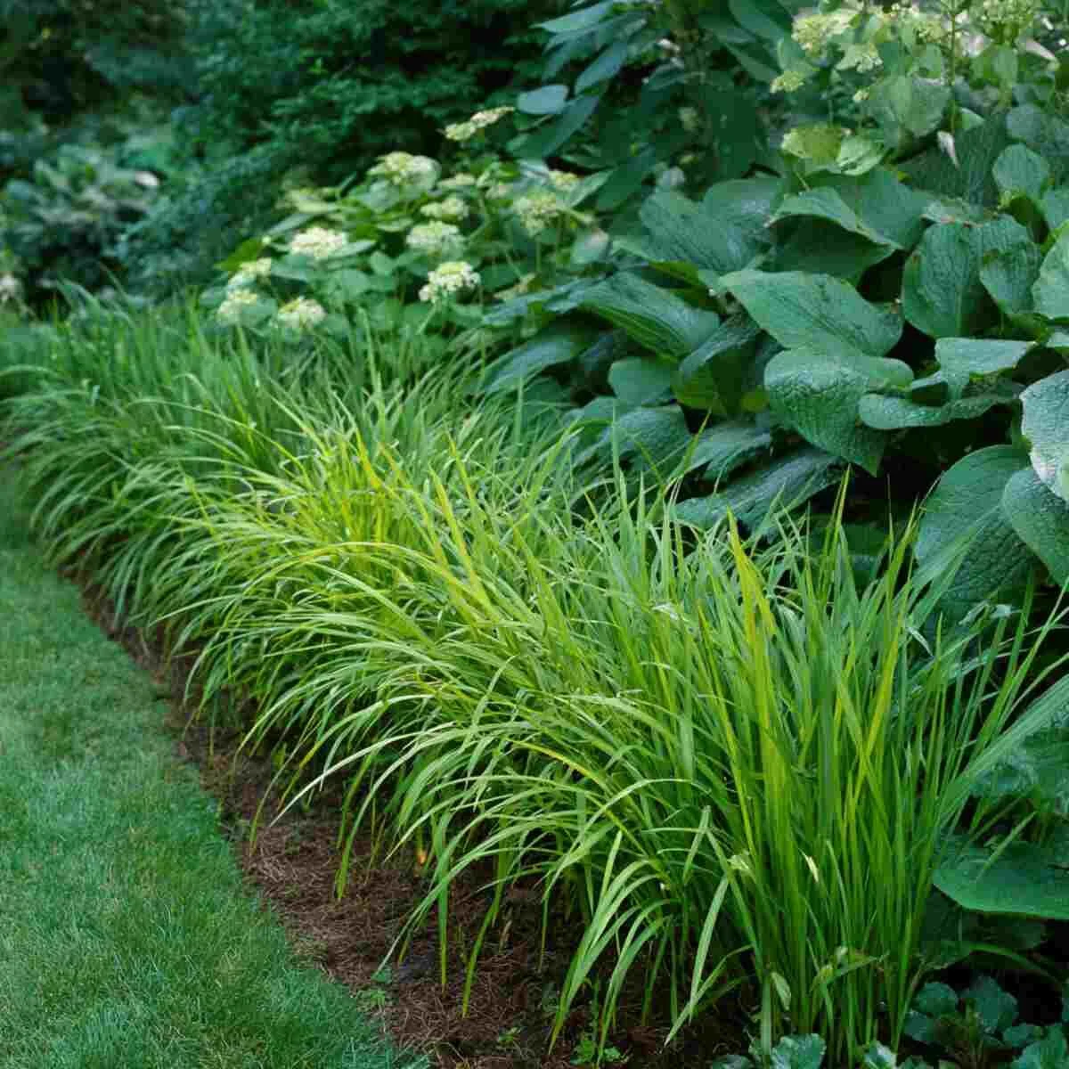 Lemongrass Edging