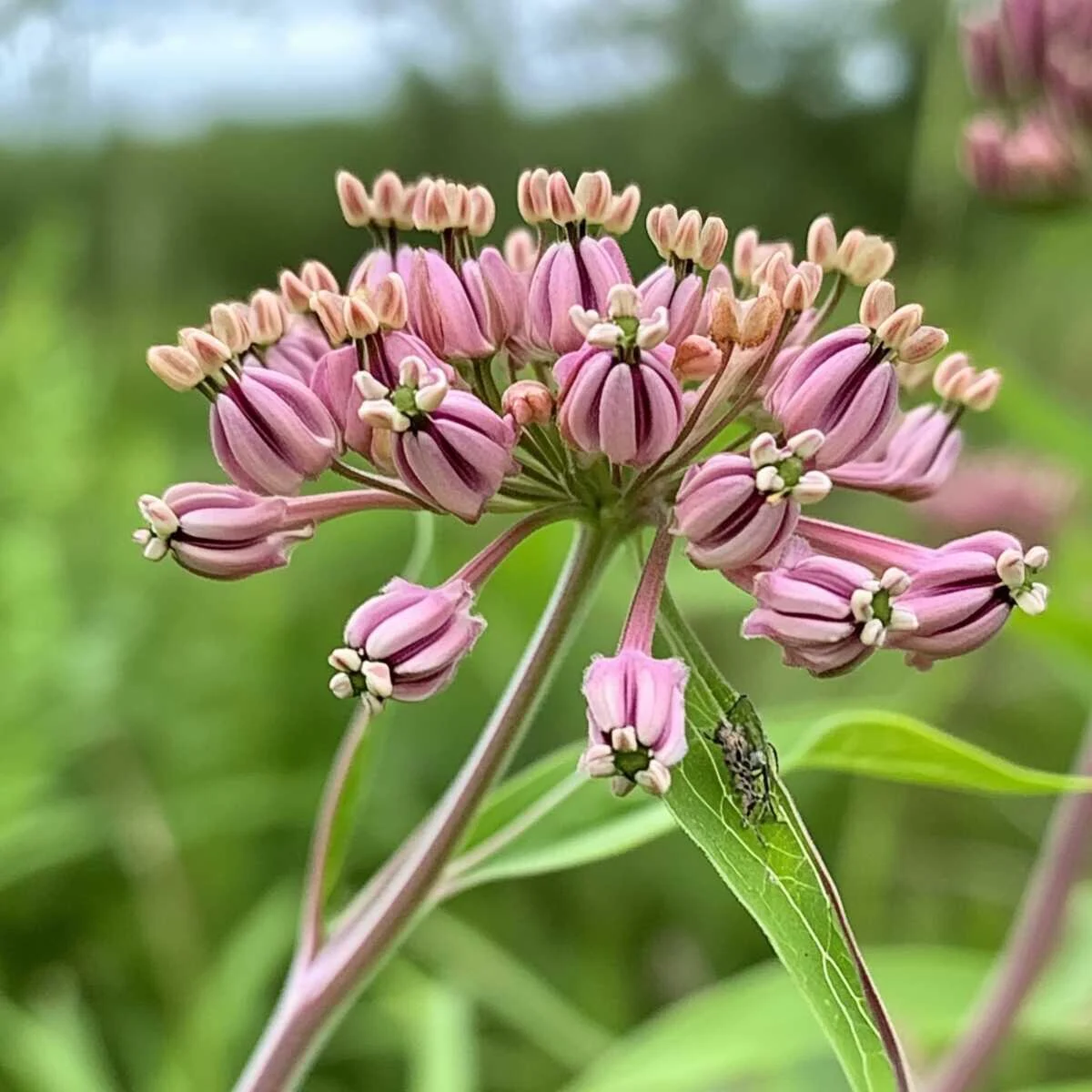 2. Swamp Milkweed (Asclepias Incarnata)