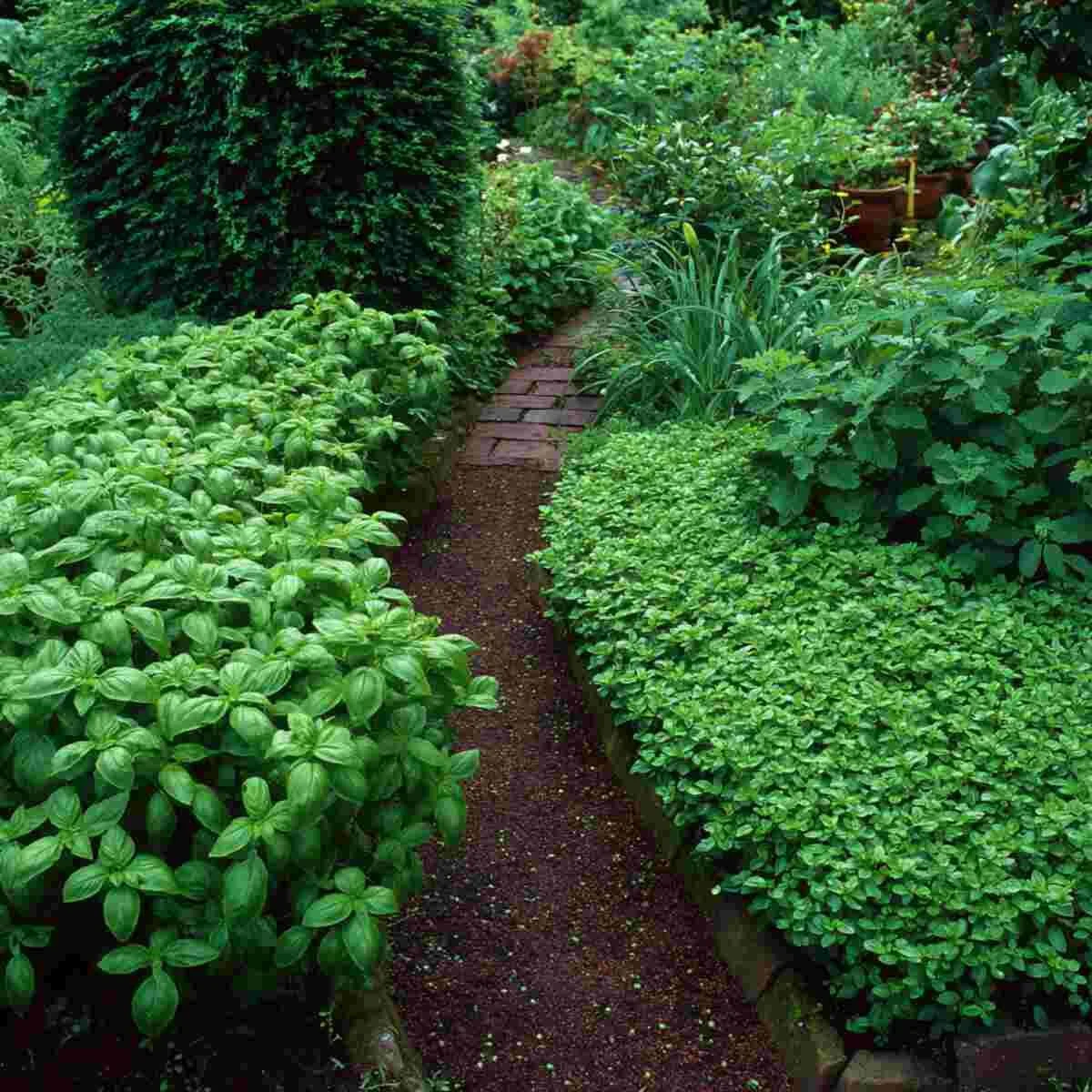 Basil-Lined Path