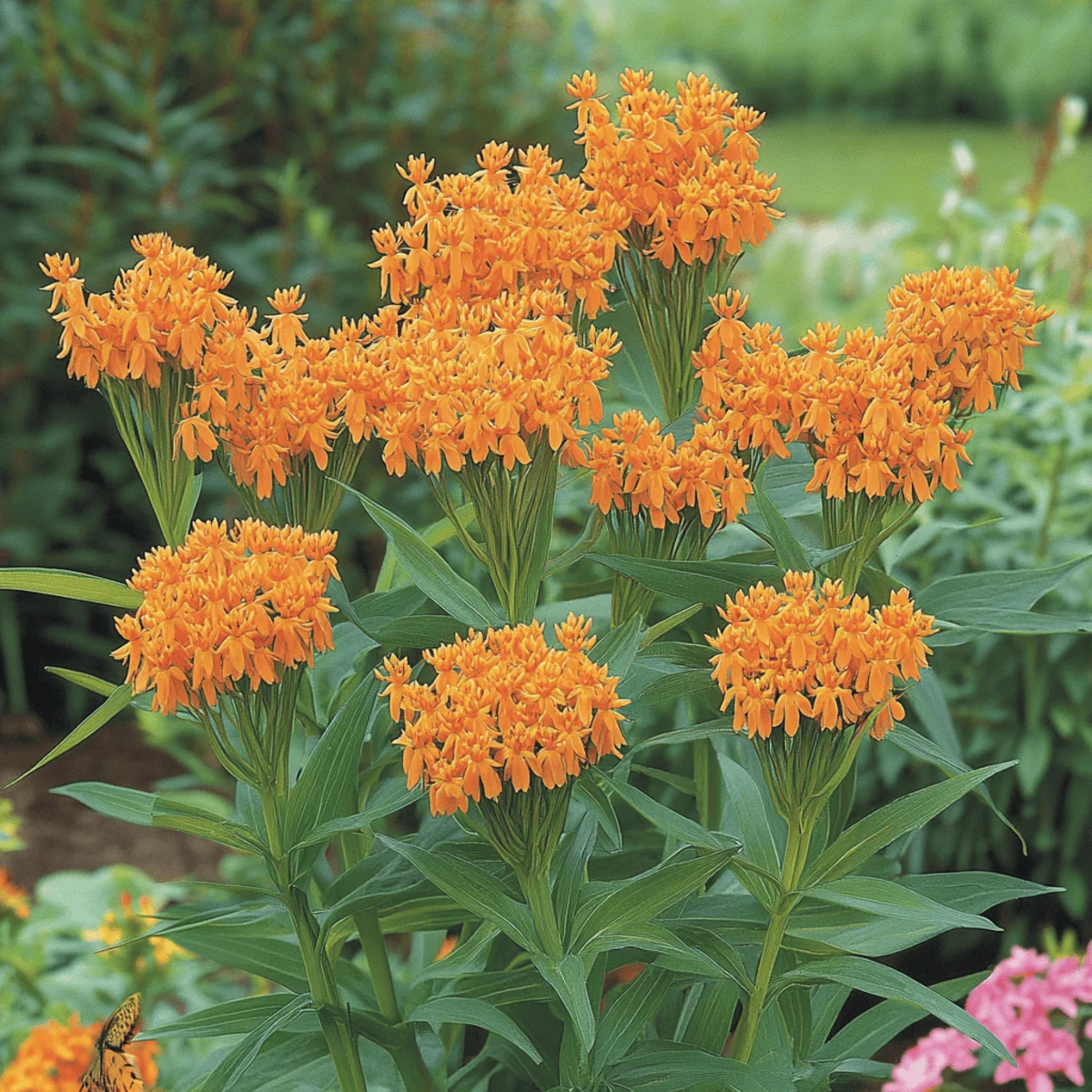 3. Butterfly Weed (Asclepias Tuberosus)