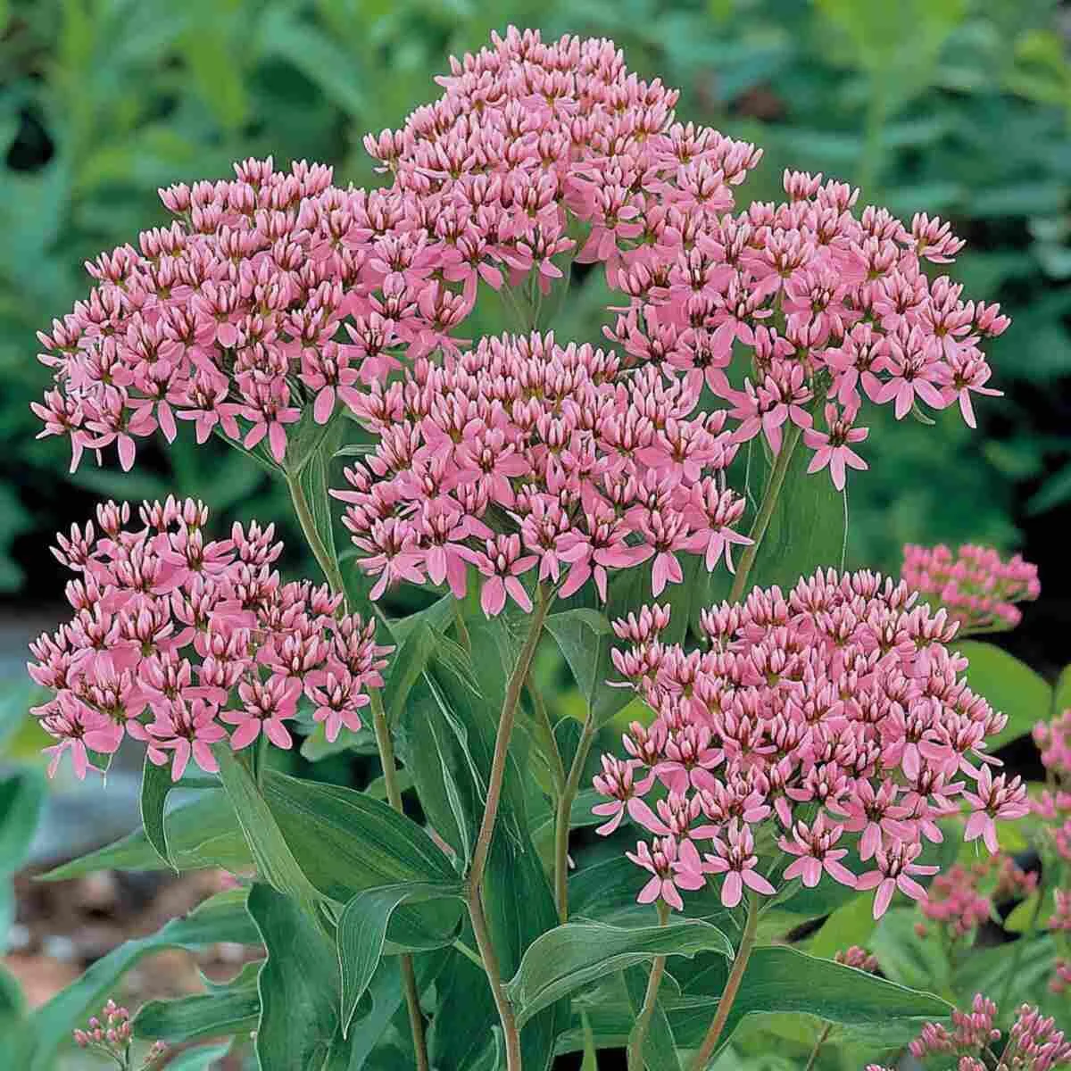 4. Showy Milkweed (Asclepias Speciosa)