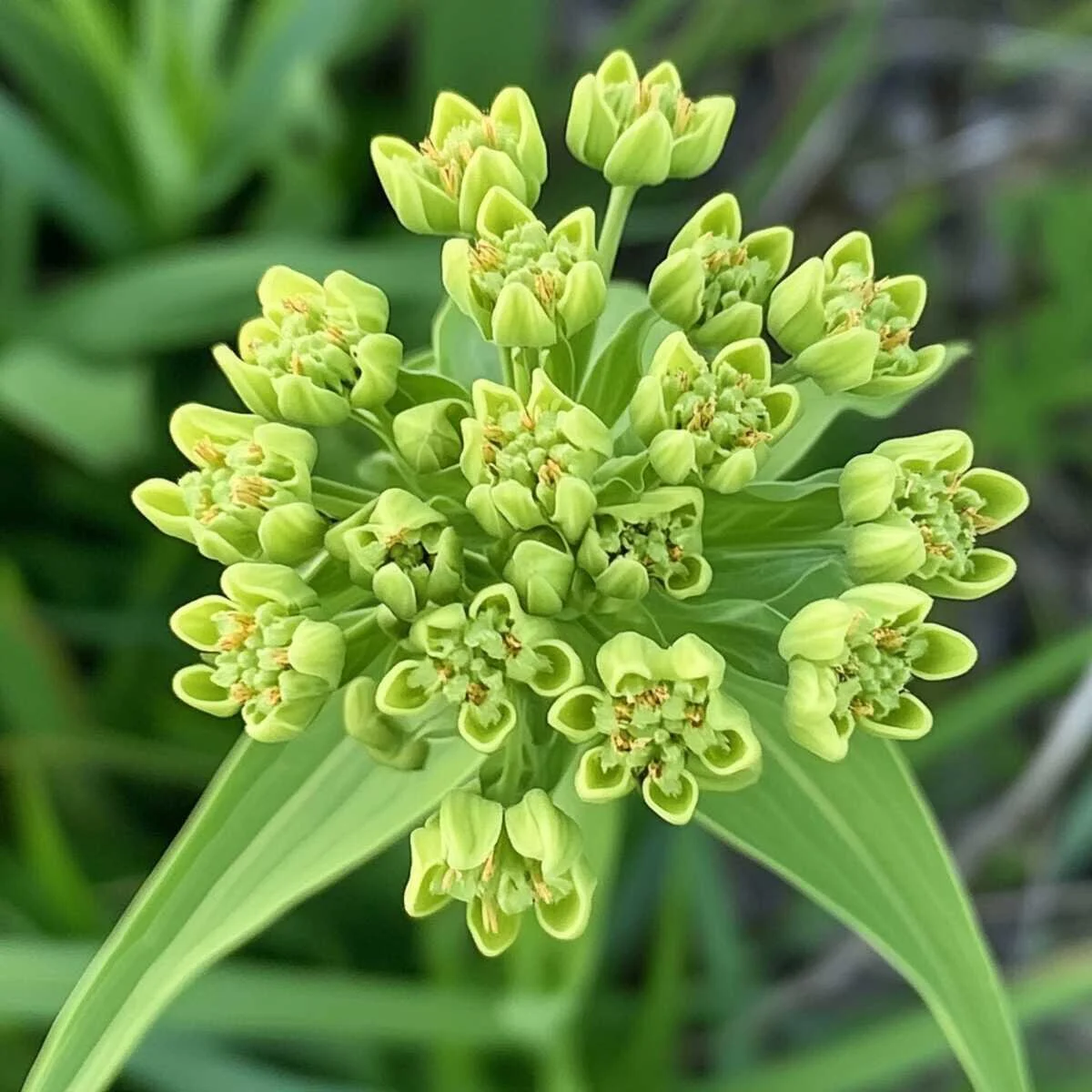 5. Green Milkweed (Asclepias Viridis)