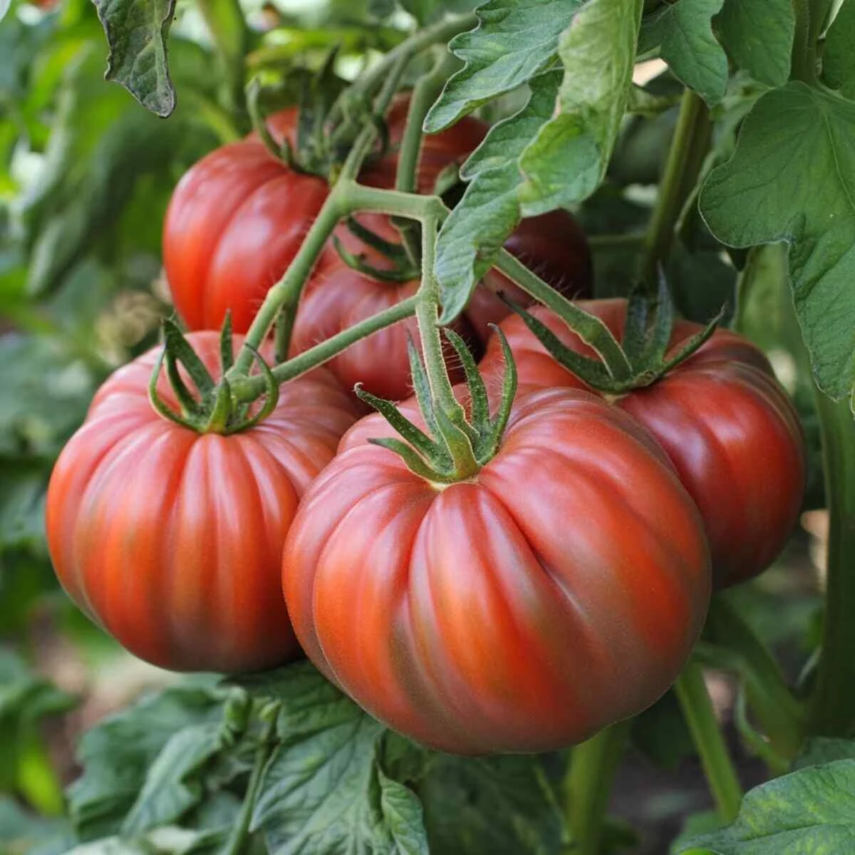 Clusters of Bloody Butcher tomatoes