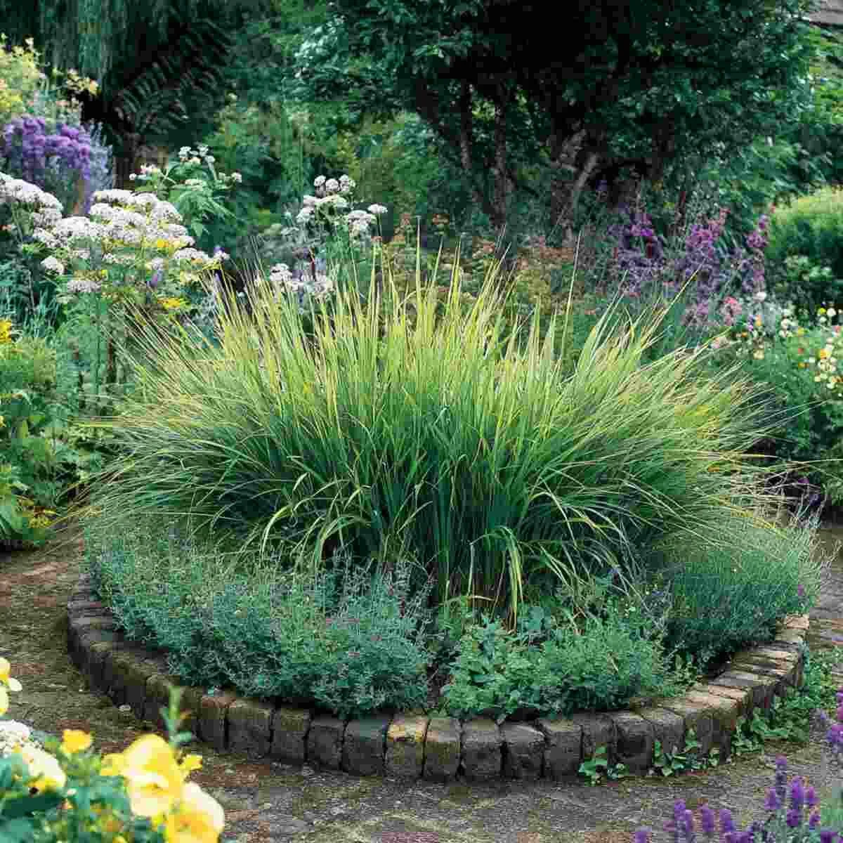 Citronella Grass Ring