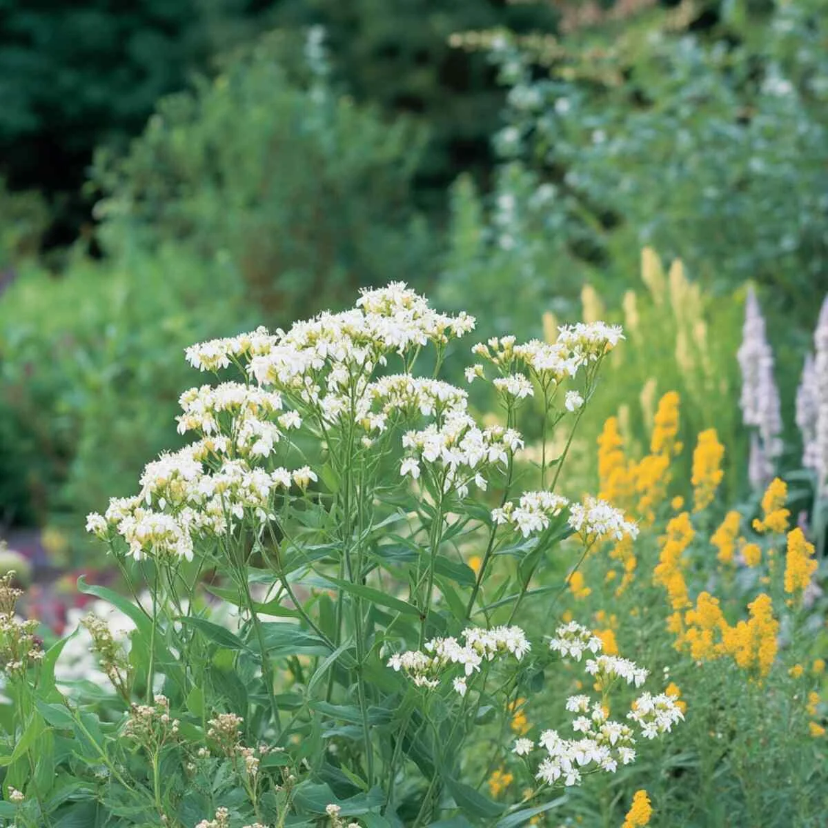 7. Whorled Milkweed (Asclepias Verticillata)