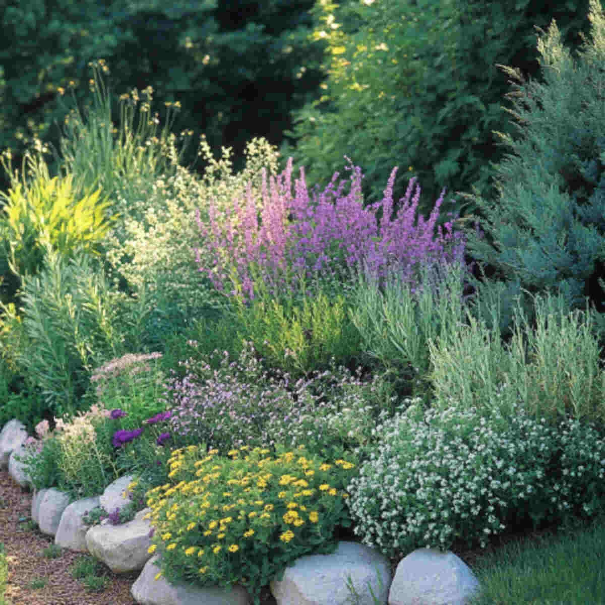 Rosemary and bay in a year-round herb border