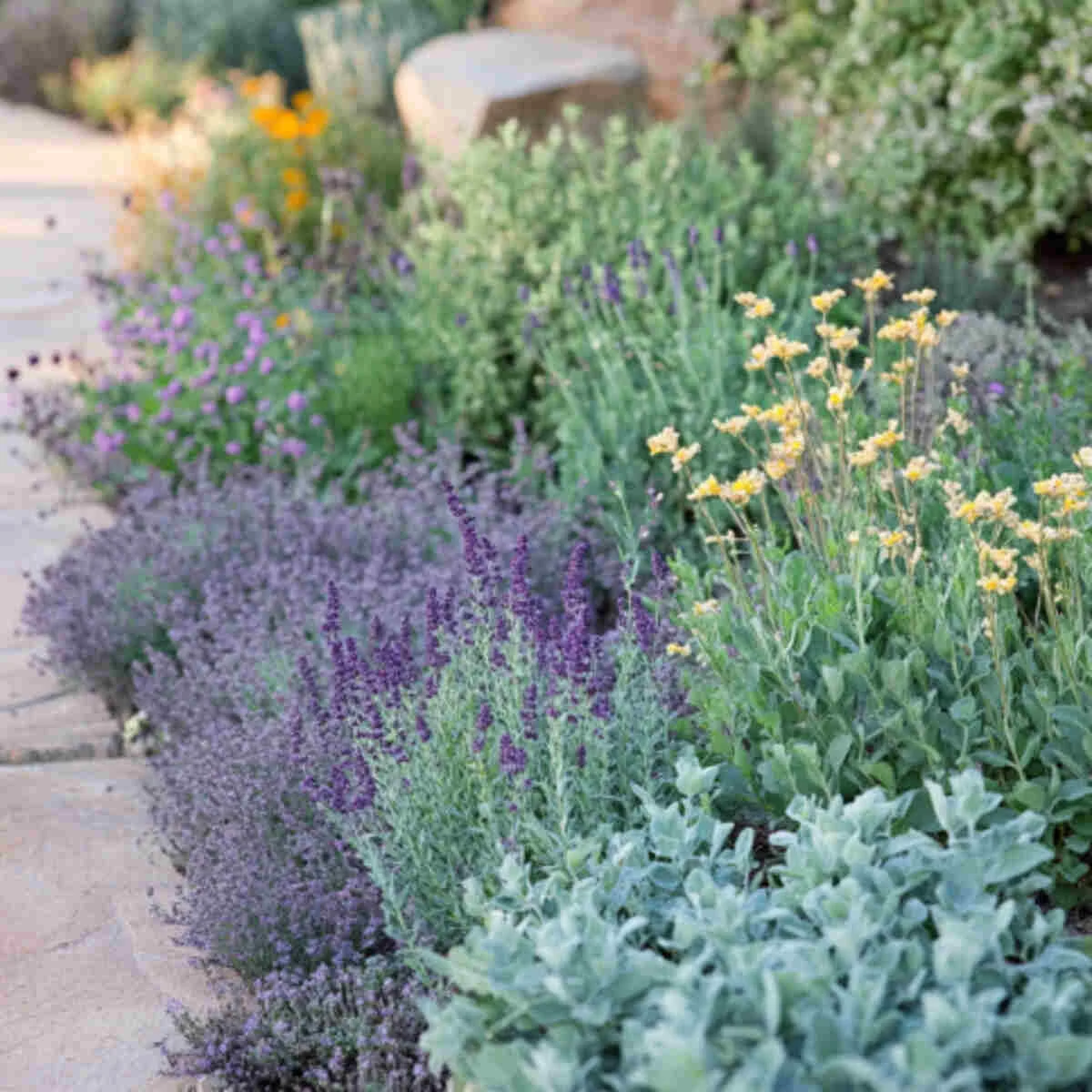 Edible herbs in a dry garden border