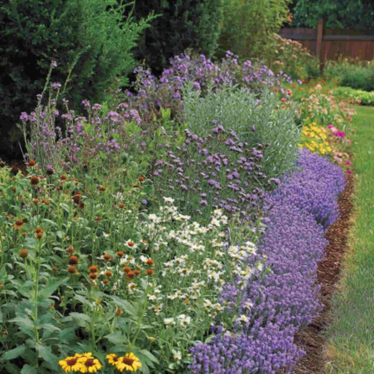Bees on flowering thyme and marjoram