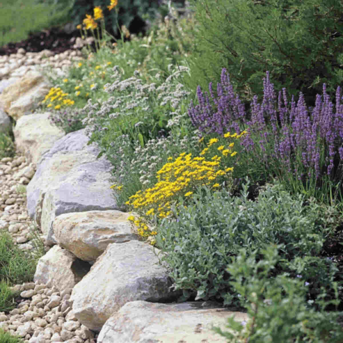 Herbs growing between rustic rocks