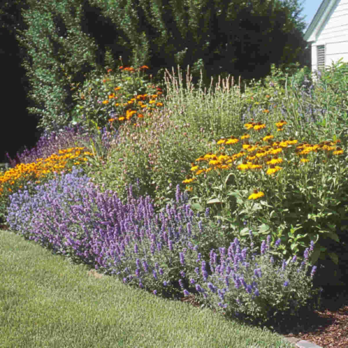 Reliable perennial herbs in a sunny border