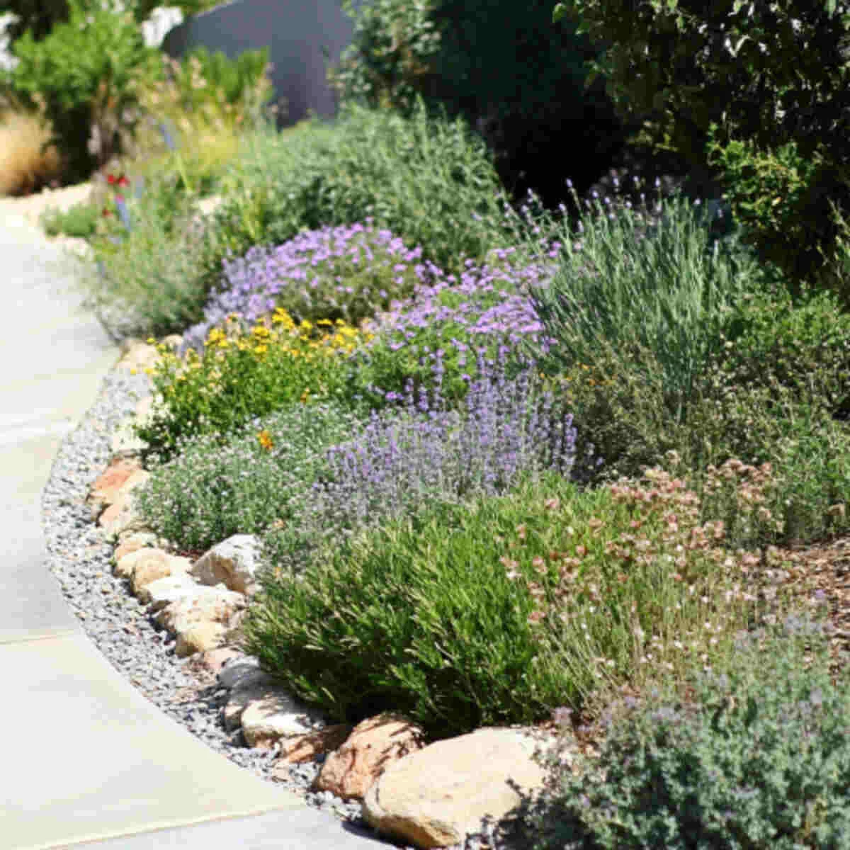 Xeriscape herb garden with curved lines