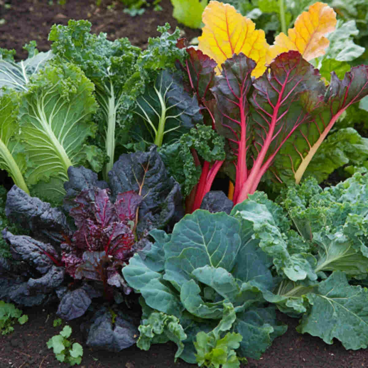 Perennial kale and chard in a mixed bed