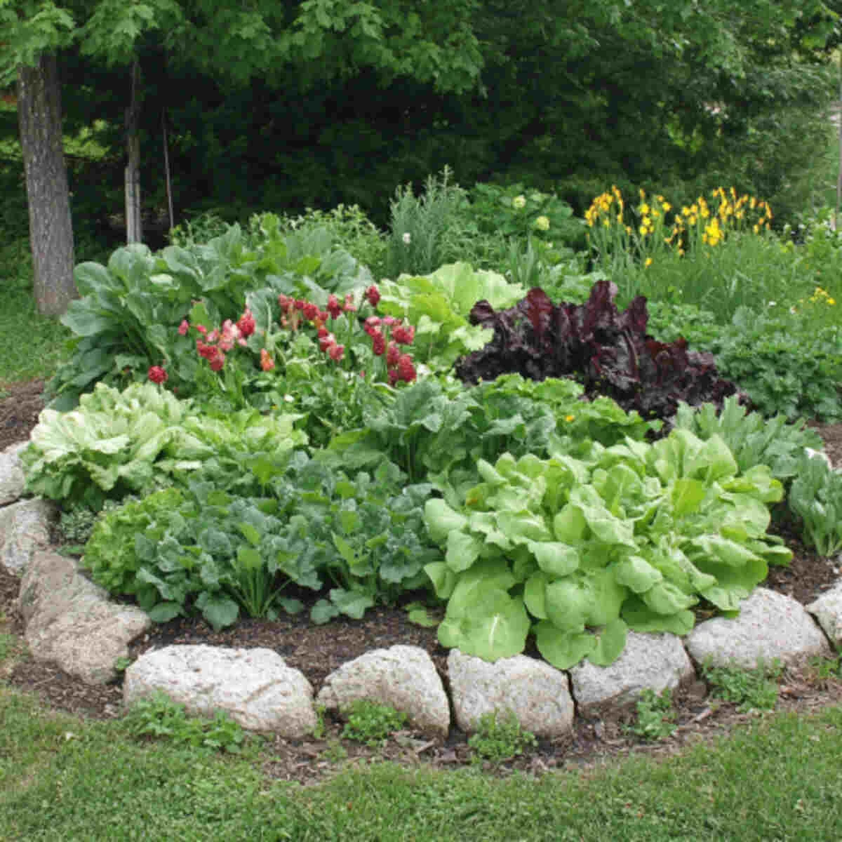 Rhubarb growing in a garden corner