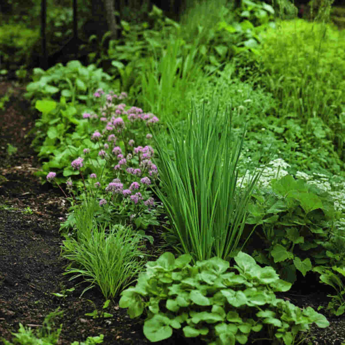 Sorrel and chives growing together