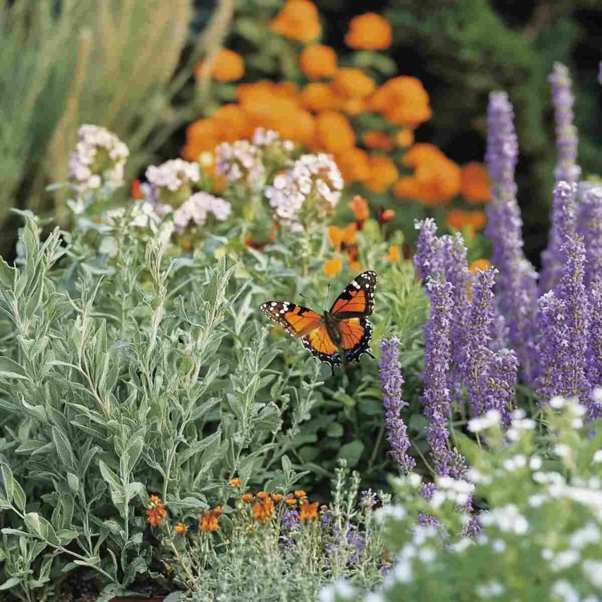 Butterfly on lavender and herbs