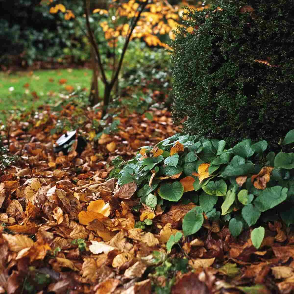 Undisturbed leaves in a garden corner
