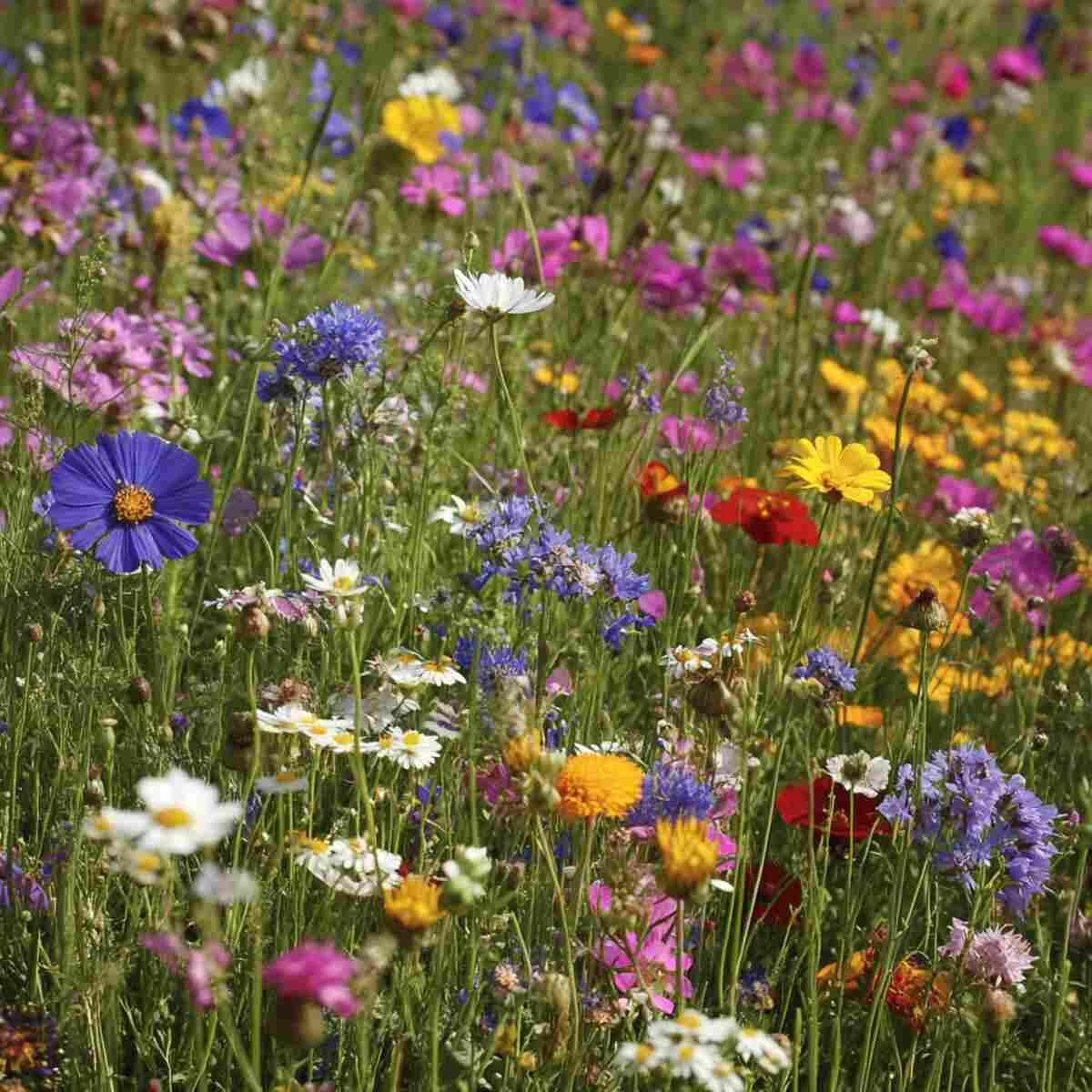 Wildflower meadow full of nectar
