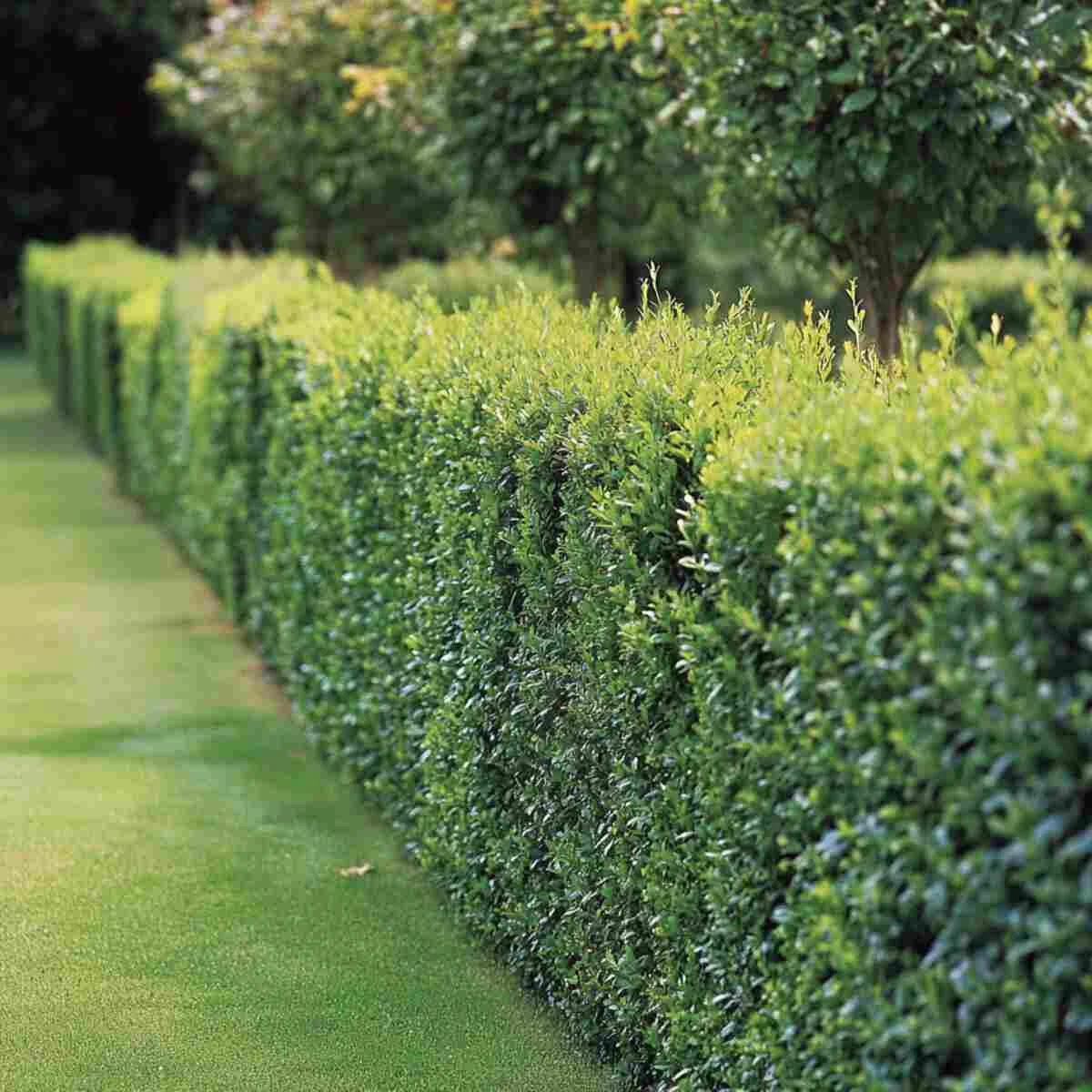 Hedge acting as a windbreak for butterflies