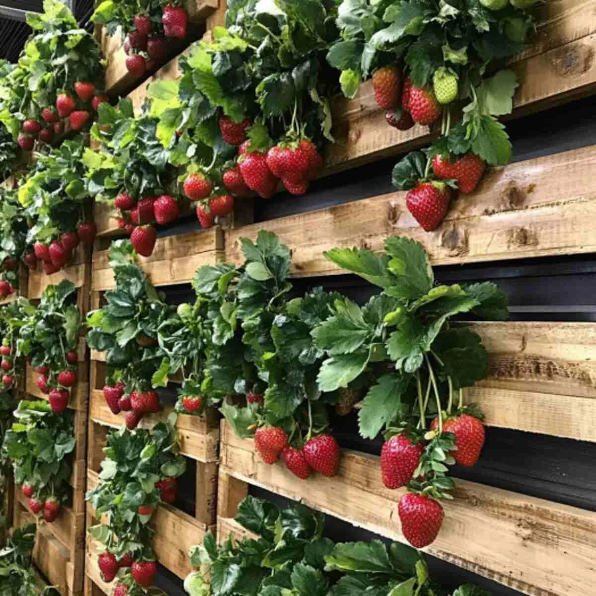Pallet Strawberry Wall